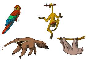 300x200 How To Draw Rainforest Animals