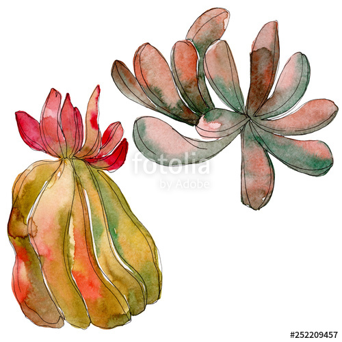 500x500 Jungle Succulent Floral Botanical Flower Watercolor Background