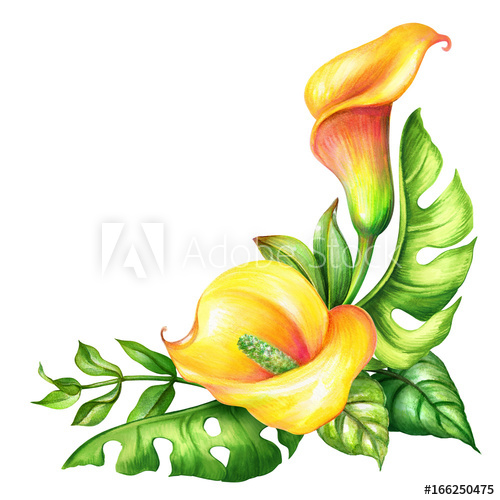 500x500 Watercolor Botanical Illustration, Wild Yellow Tropical Flowers