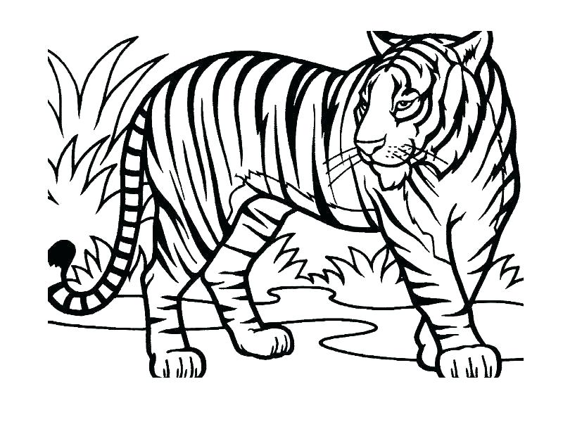 800x600 Jungle Book Coloring Pages