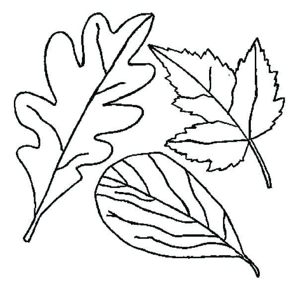 600x593 Jungle Coloring Sheets Coloring Pages Leaves Leaf For Preschool