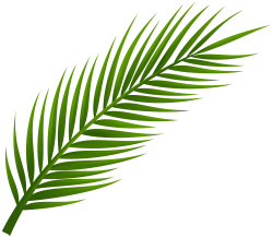250x218 Leaves Drawing Png, Picture