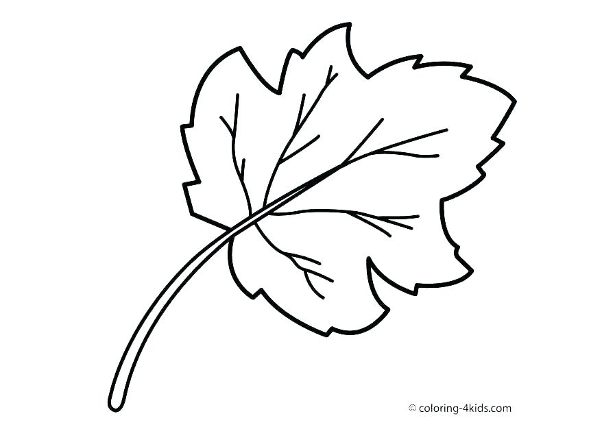 Jungle Leaf Drawing | Free download on ClipArtMag