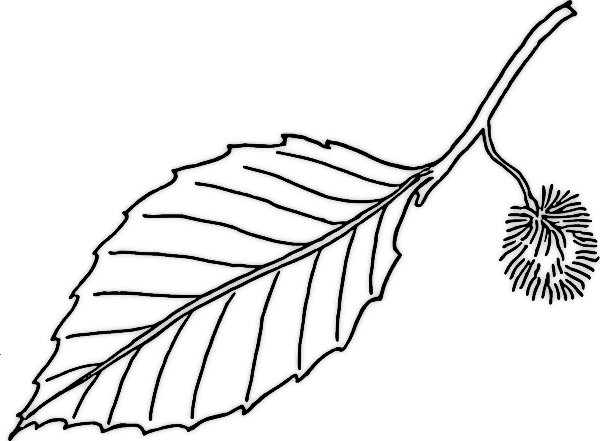 600x441 Free Jungle Leaves Coloring Pages, Jungle Leaves Coloring Pages
