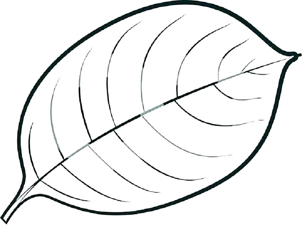 1000x783 leaves coloring pages coloring pages of leaves jungle leaves