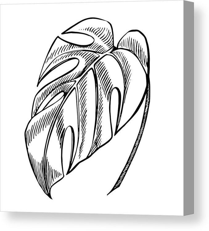 678x750 Tropical Palm Leaves Vector Illustration Engraved Jungle Leaves