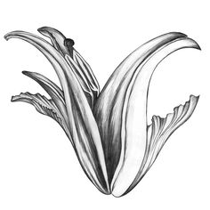 236x236 best plant drawing images plant drawing, plant painting