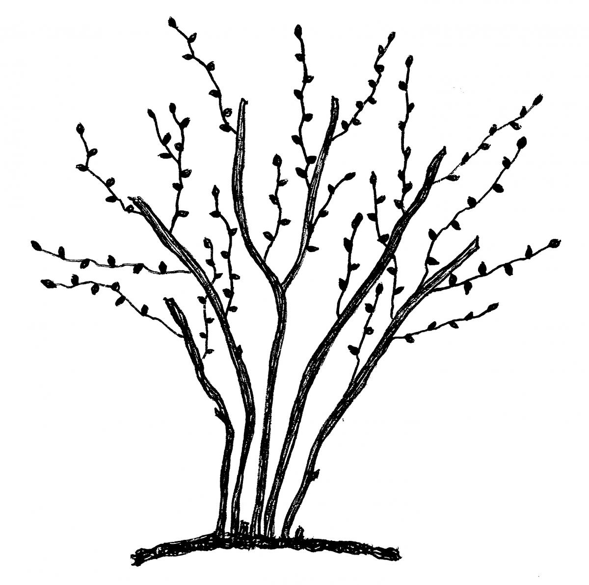 1200x1193 Bushes Drawing Transparent Png Clipart Free Download