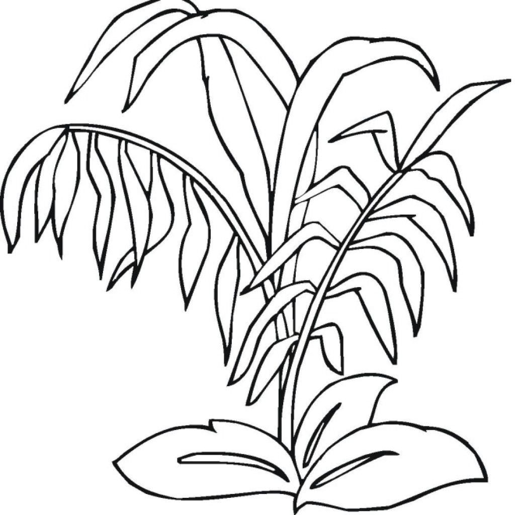 1024x1024 Jungle Plants Coloring Pages
