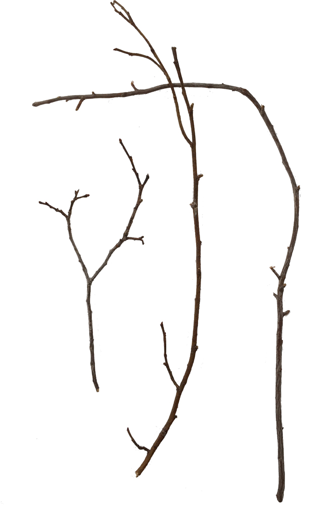 663x1000 rainforest biome