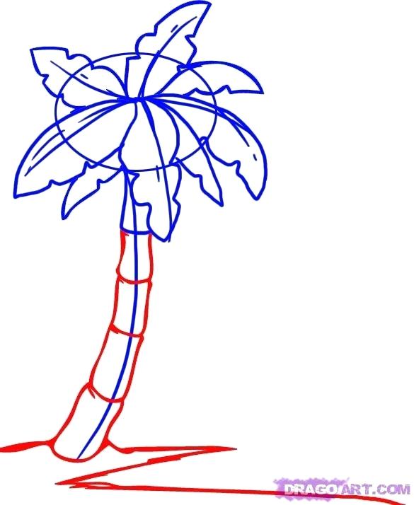 585x714 How To Draw A Rainforest Tree Step