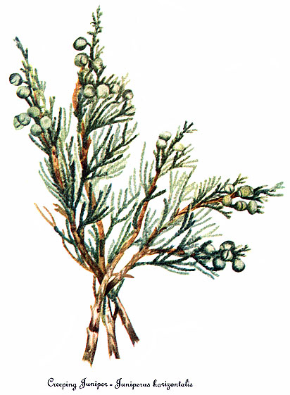 412x561 Filejuniperus Horizontalis