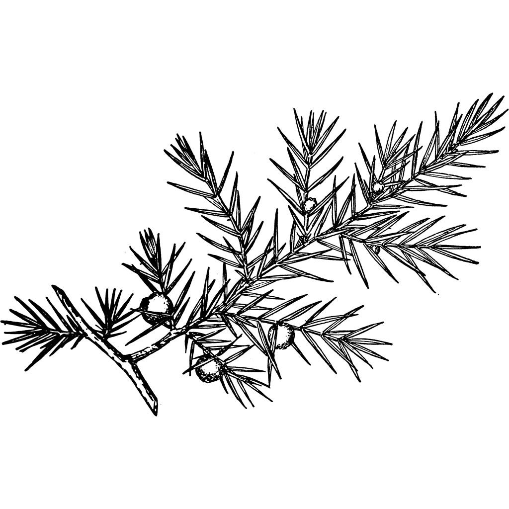 1024x1024 Image Result For Juniper Drawing Tattoo Tattoos, Leaf Tattoos