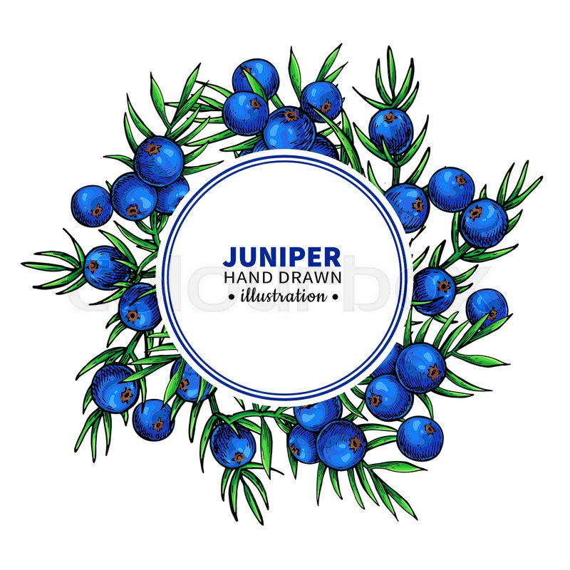 800x800 Juniper Vector Drawing Frame Isolated Stock Vector Colourbox