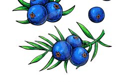 263x166 juniper vector drawing iso