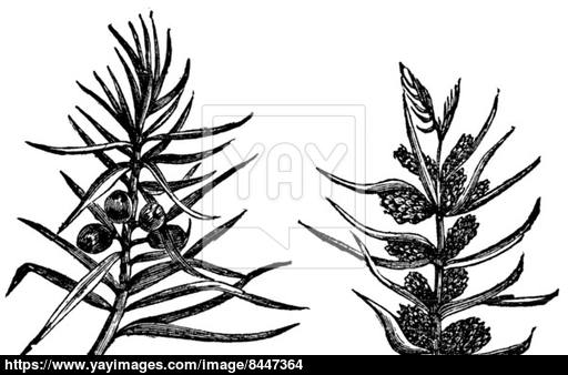 512x338 Juniper Vintage Engraving Vector