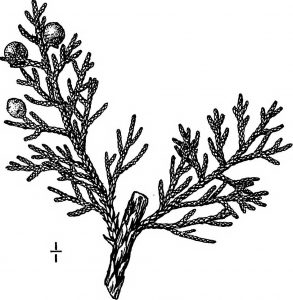 293x300 Juniper Drive