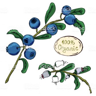 336x336 Blueberry Drawing Vector Line Picture Botanical Pie Pancakes