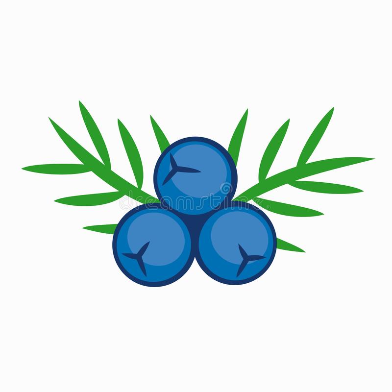 800x800 Collection Of Free Berries Clipart Juniper Berry Amusement