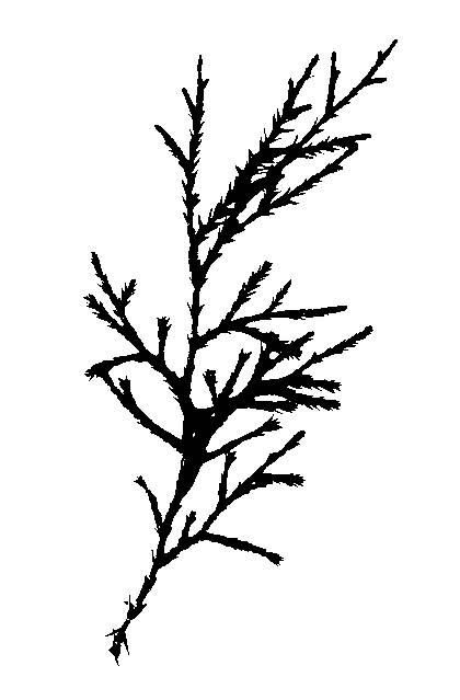 420x639 Juniper Tree Cliparts