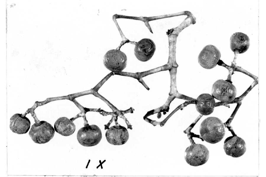 900x600 Large Image For Parthenocissus