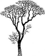 189x236 Bare Tree Branch Clip Art Download Clip Arts