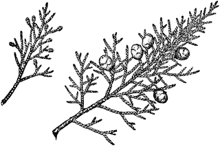 320x213 Branch Of Utah Juniper Clipart Etc