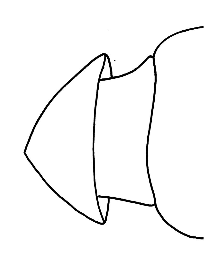 850x1100 I Was Looking For A Good Line Drawing Of A Limpet'opihi