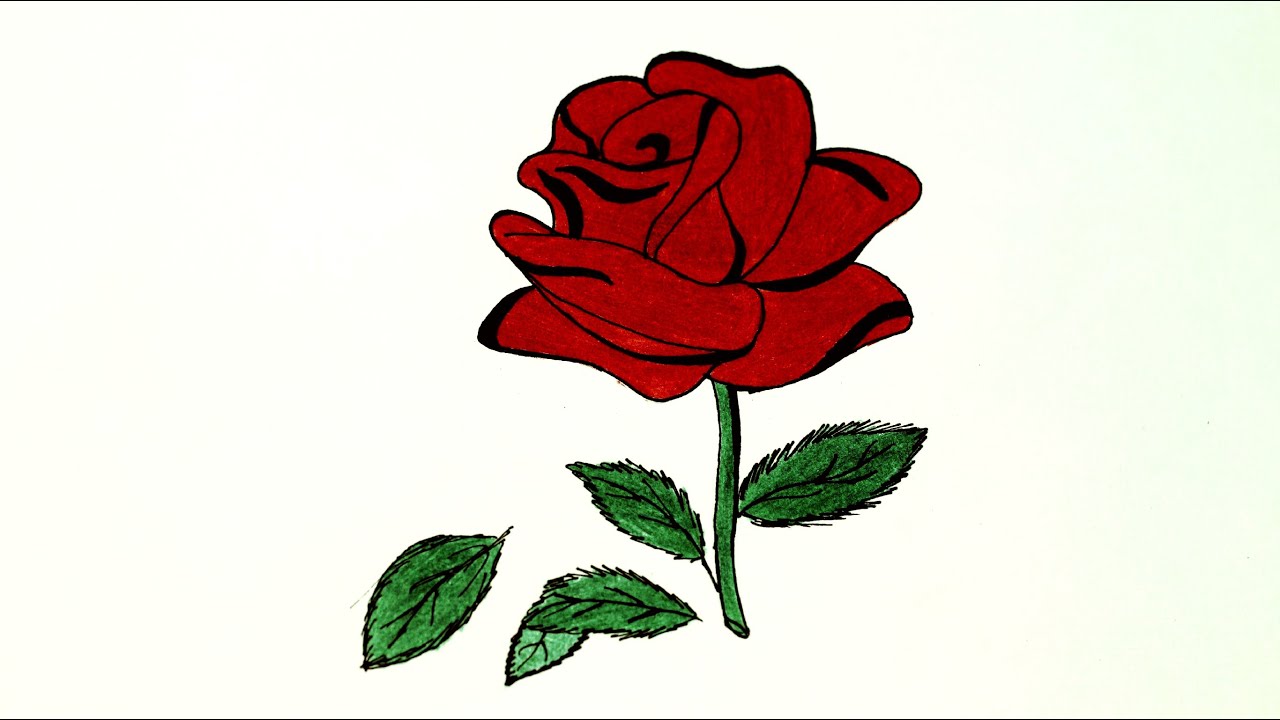 1280x720 How To Draw Red Rose !!