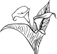 202x190 vector calla lily kala flower drawing diagonal seamless pattern