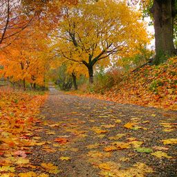 256x256 Original Characters