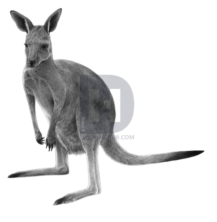 752x769 How To Draw A Realistic Kangaroo, Step