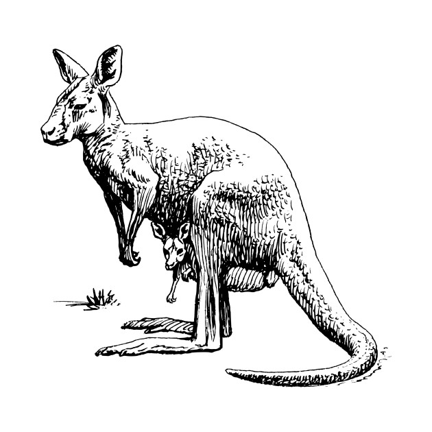 630x630 Kangaroo