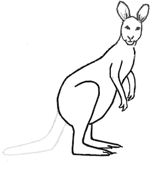 309x339 Kangaroo Drawing