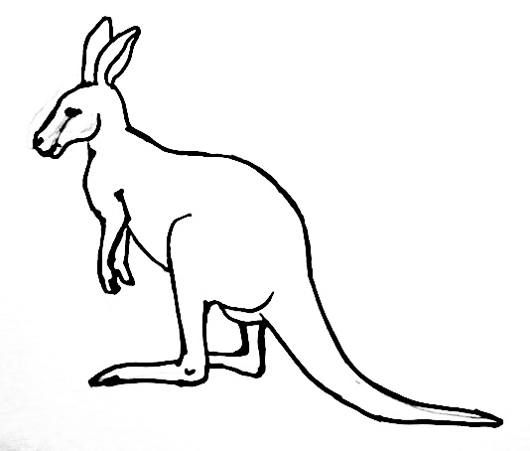 530x451 Picture Of Kangaroo Raskraski In Drawings, Art, Kangaroo