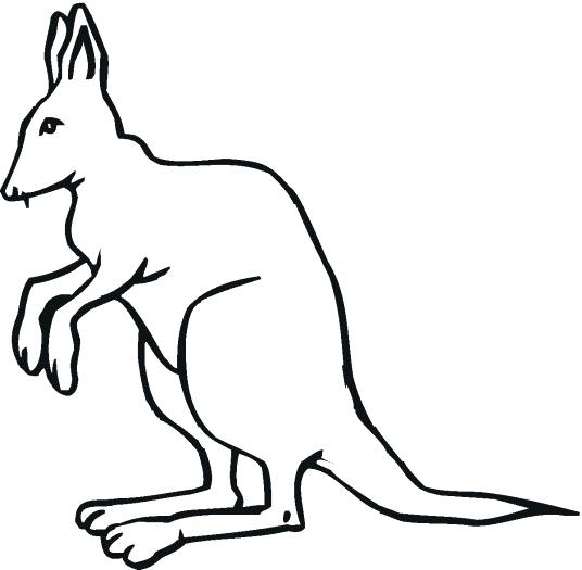 536x525 Sketch Of Kangaroo Drawing The Upper Limbs Kangaroo Drawings Easy