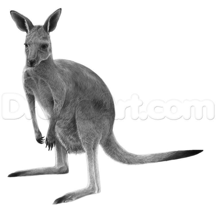 752x769 How To Draw A Realistic Kangaroo, Step