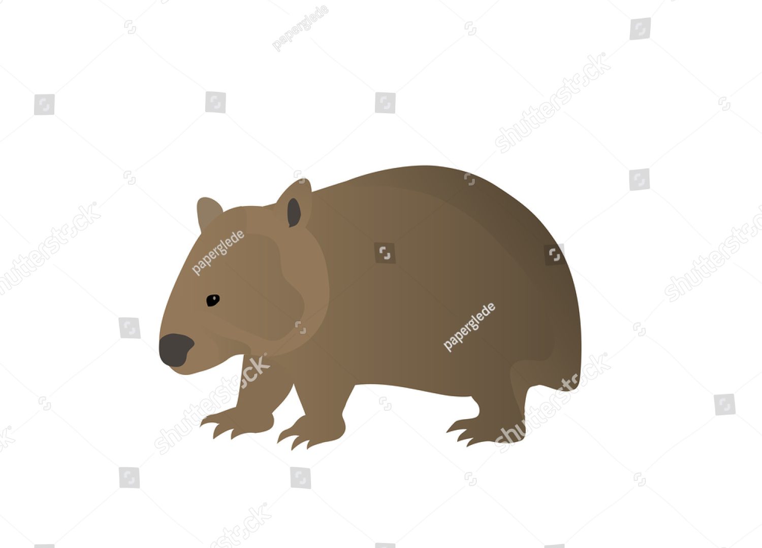 1500x1080 Wombat Outline Picture Drawing Images Cartoon Exceptional Encode