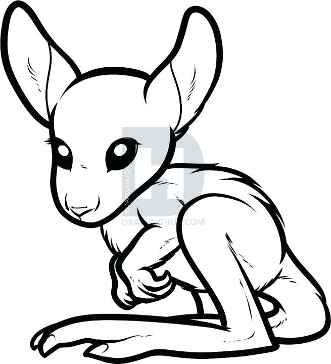 655x720 Steps To Draw A Kangaroo