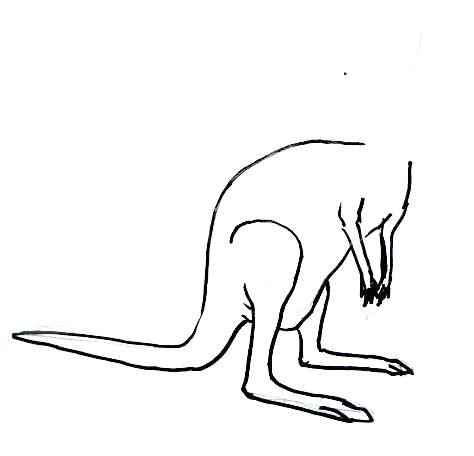474x456 Draw A Kangaroo Step