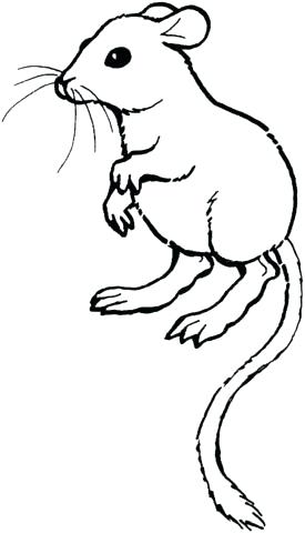 275x480 Kangaroo Rat Coloring