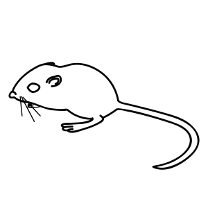 300x300 Kangaroo Rat Drawing