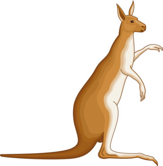 332x339 Kangaroo Rat Macropods Tail Drawing Cc0