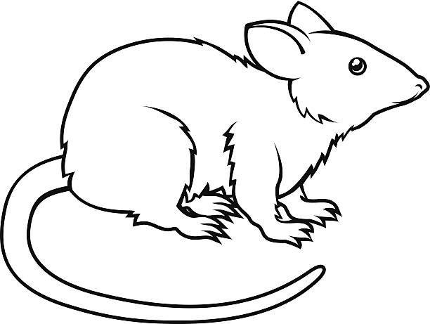 612x461 Rat Clipart Drawing