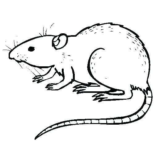 505x470 Rat Coloring Pages Rat Coloring Pages Kangaroo Coloring