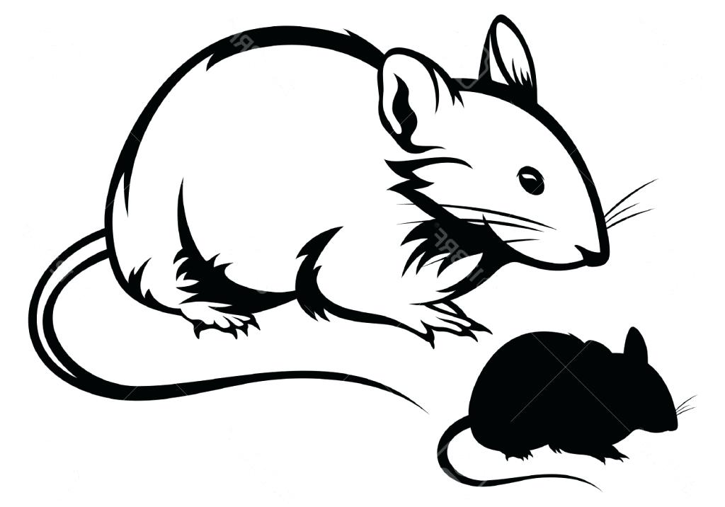 1024x716 Easy To Draw Rat Lali