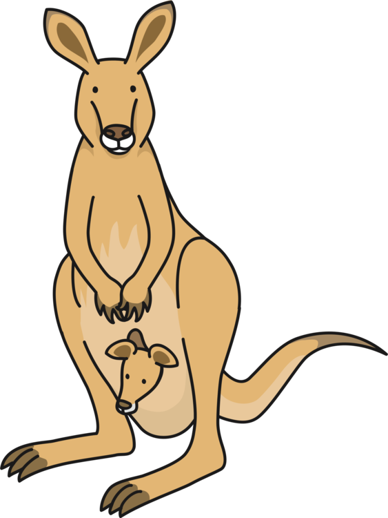 563x750 Drawing Kangaroos Fat Transparent Png Clipart Free Download