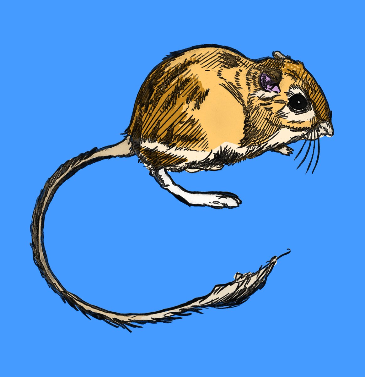 1163x1200 Graeme Draws On Twitter San Quintin Kangaroo Rat Dipodomys