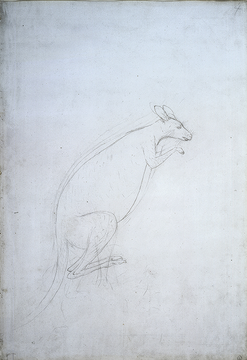 500x729 Drawing Masterclass Animal Encounters