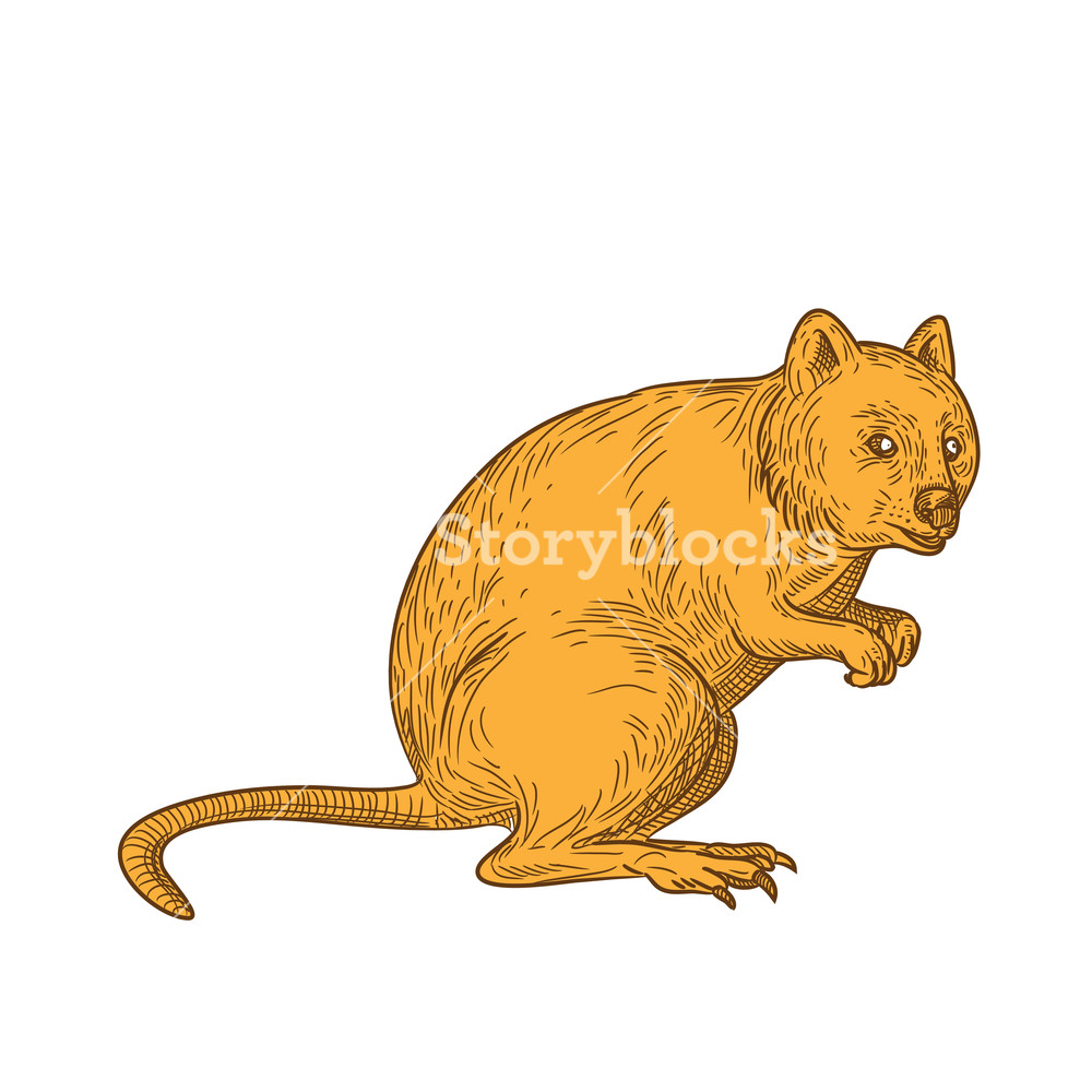 1000x1000 Drawing Sketch Style Illustration Of A Quokka, Setonix Brachyurus